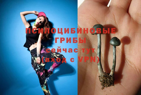 сатива Аша